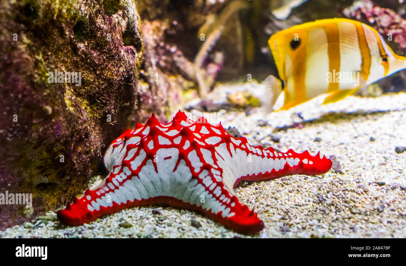 closeup of a african red knob sea star, tropical ornamental aquarium pet, starfish specie from the indo-pacific ocean Stock Photo