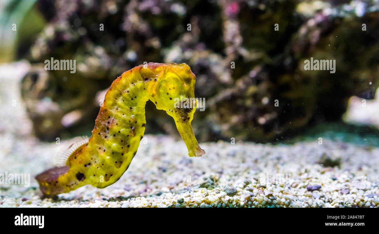 Beautiful yellow estuary seahorse with black spots in closeup, popular tropical aquarium pet from the indo-pacific ocean Stock Photo