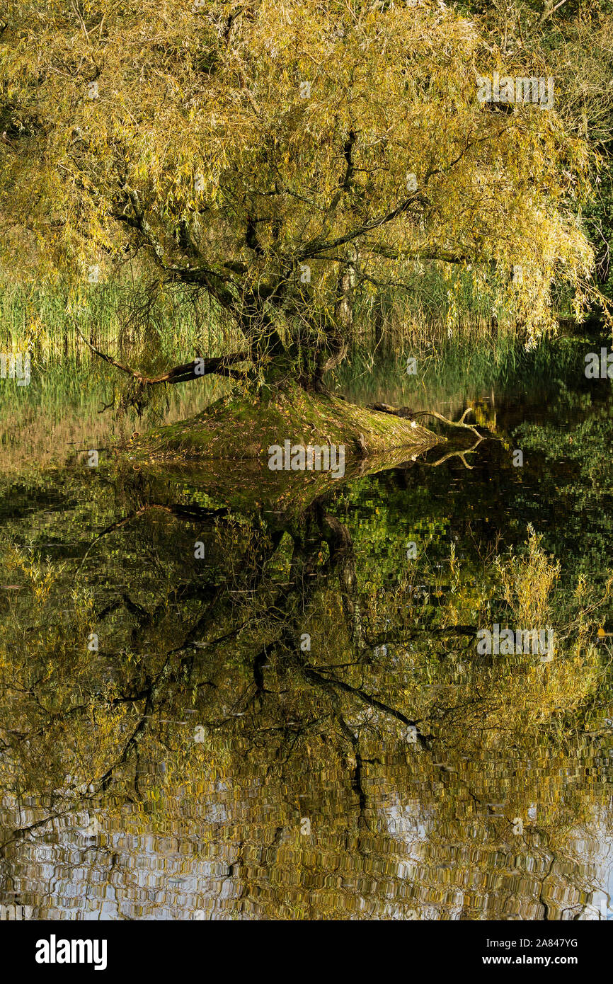 Willow tree and reflection in Autumn light Stock Photo