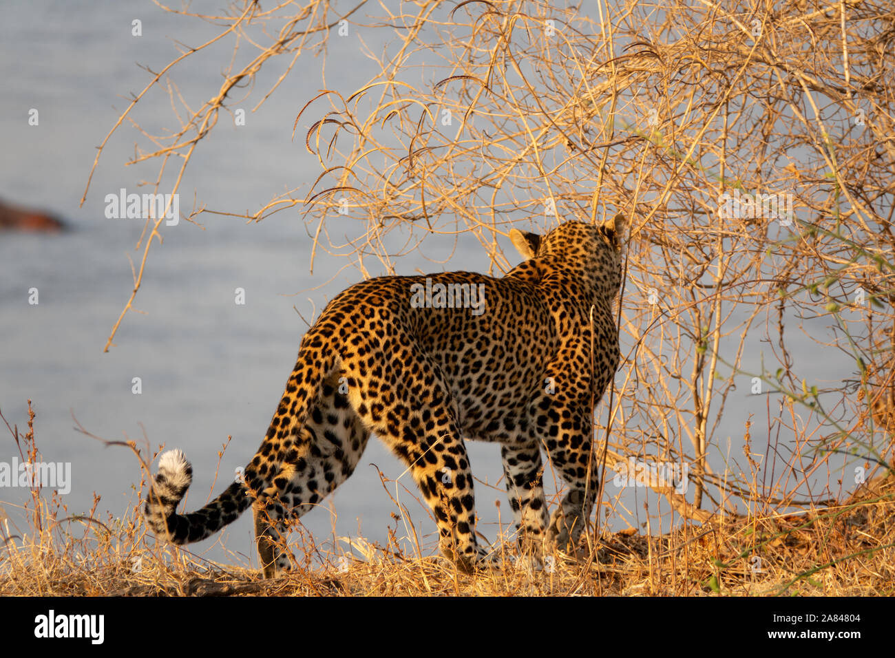 Rear view leopard looking back hires stock photography and images Alamy