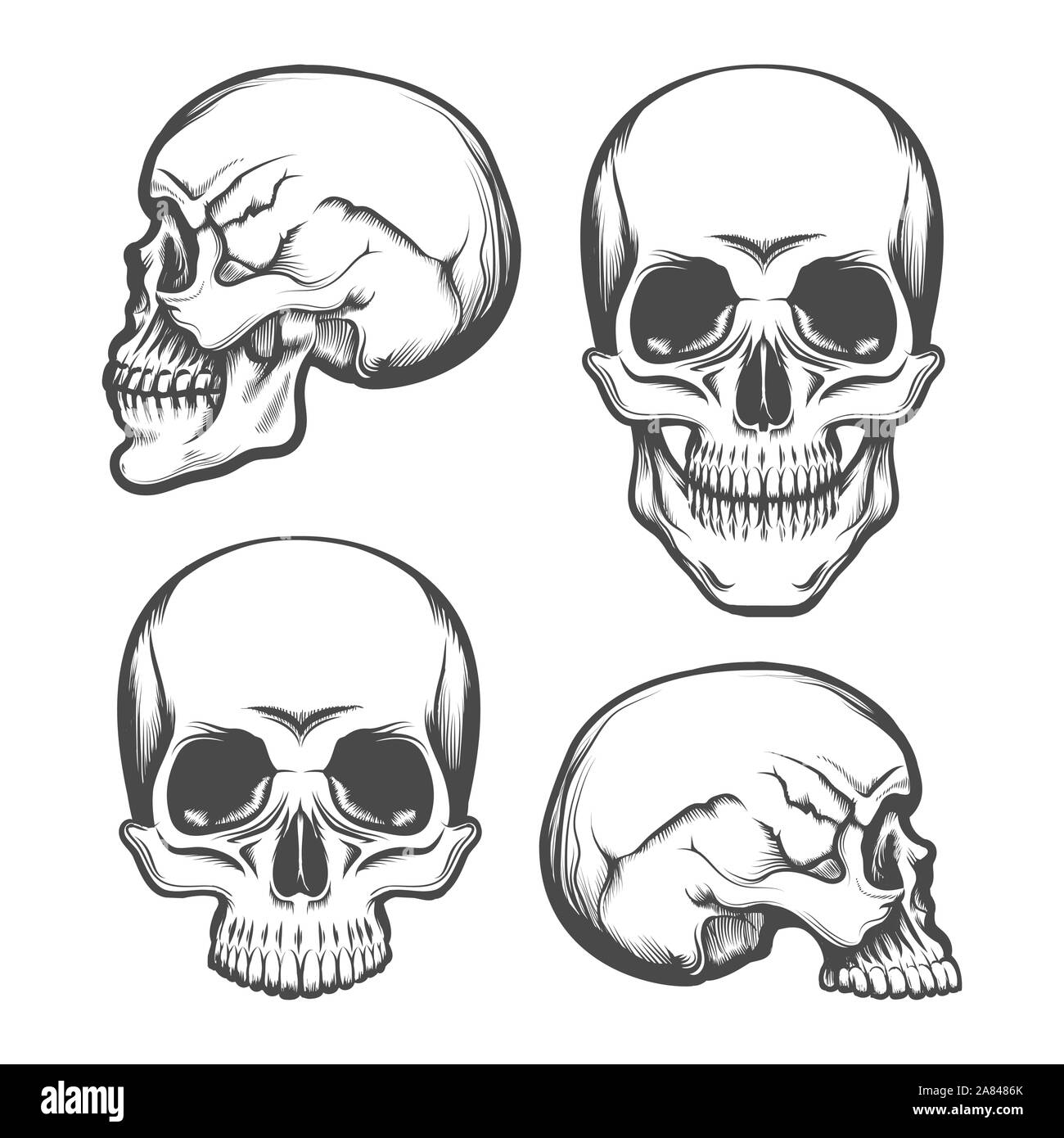 Set of Human Skull  in Front and Side View. Vector illustration. Stock Vector