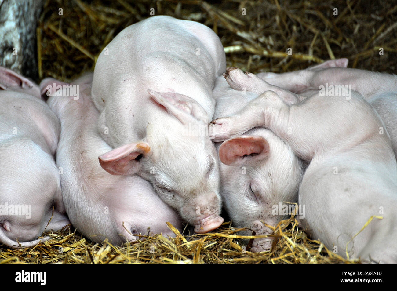 A litter of very cute baby piglets sleeping hay huddled on top of each other trying to keep warm - Wales UK Farm Stock Photo