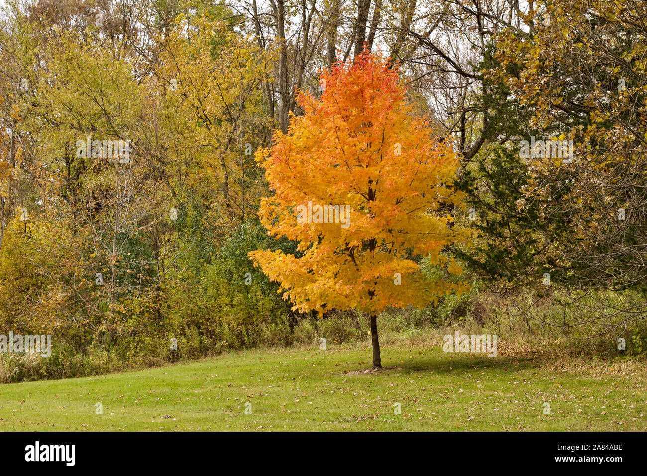 Knoll Tree Mid knoll hi-res stock photography and images - Alamy