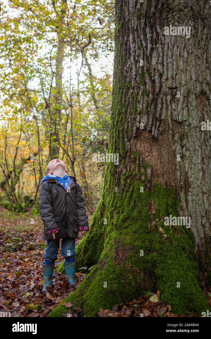 A young boy stares up the trunk of a tree to its branches and leaves. Stock Photo
