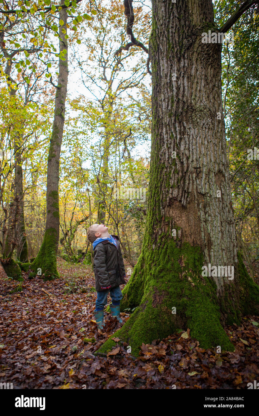 A young boy stares up the trunk of a tree to its branches and leaves. Stock Photo