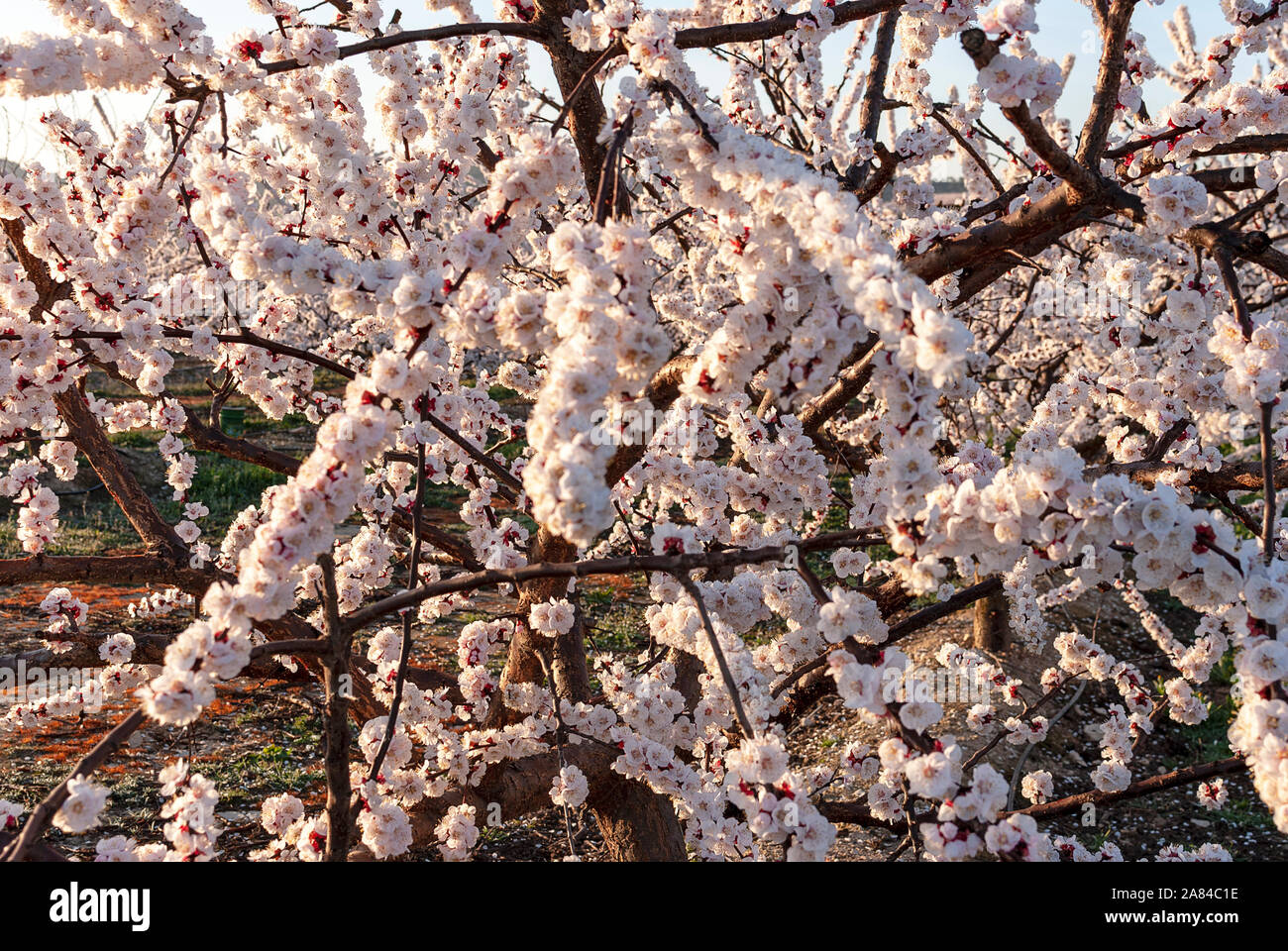 Branch of white peach tree in bloom. White and pink delicate flowers. Pink and fresh tones on a natural background. Aitona. Landscape. Close up Stock Photo