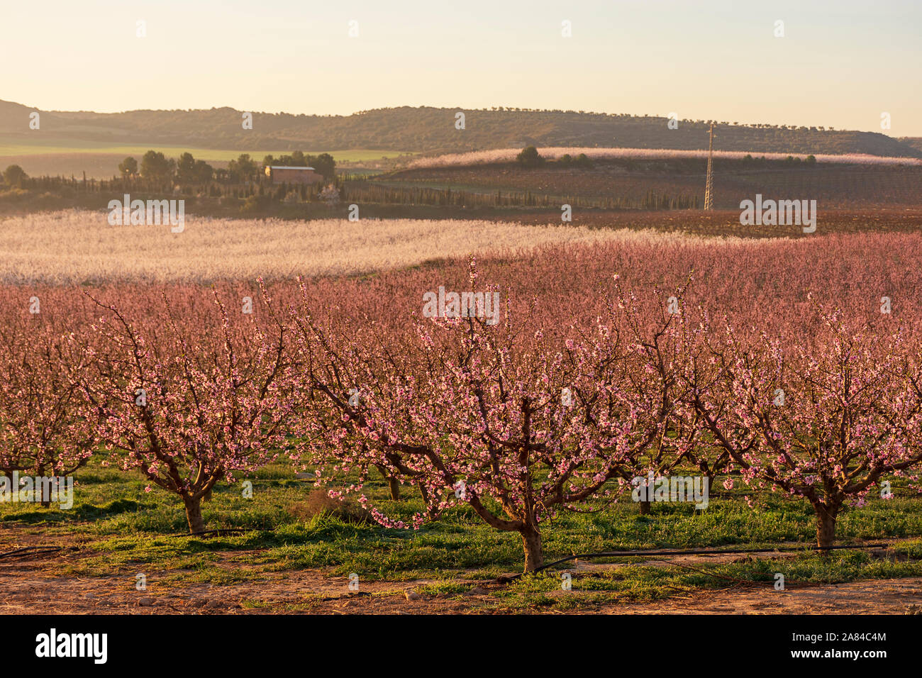 View of pink peach trees in bloom. White and pink delicate flowers. Pink and fresh tones on a natural background. Aitona. Landscape. Close up Stock Photo