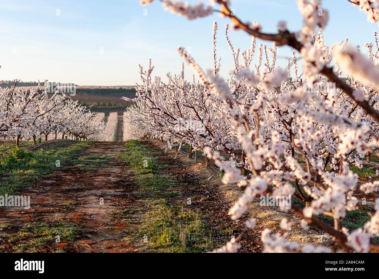 View of white peach tree in bloom. White and pink delicate flowers. Pink and fresh tones on a natural background. Aitona. Landscape. Close up Stock Photo