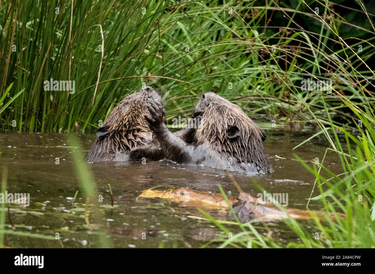 Блог два бобра. Блог два бобра. Бобры в тюменской области. Два бобра пиво ценник. Два бобра пиво ценник.