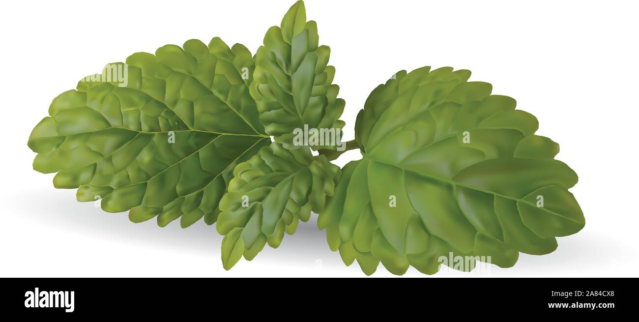 Fresh mint leaves, on white vector Stock Vector Image & Art - Alamy