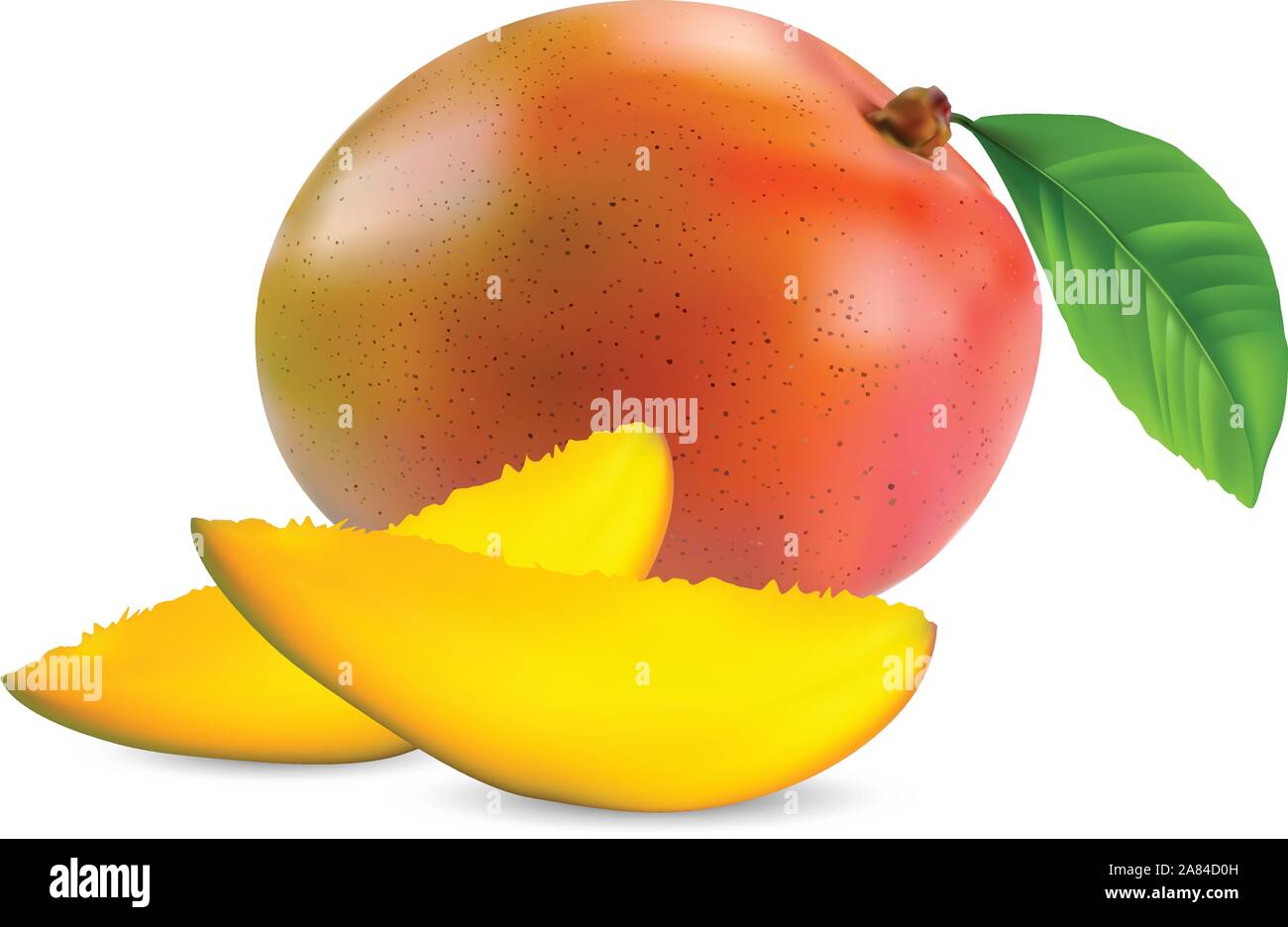 fresh mango fruit with cut and green leafs vector Stock Vector Image ...