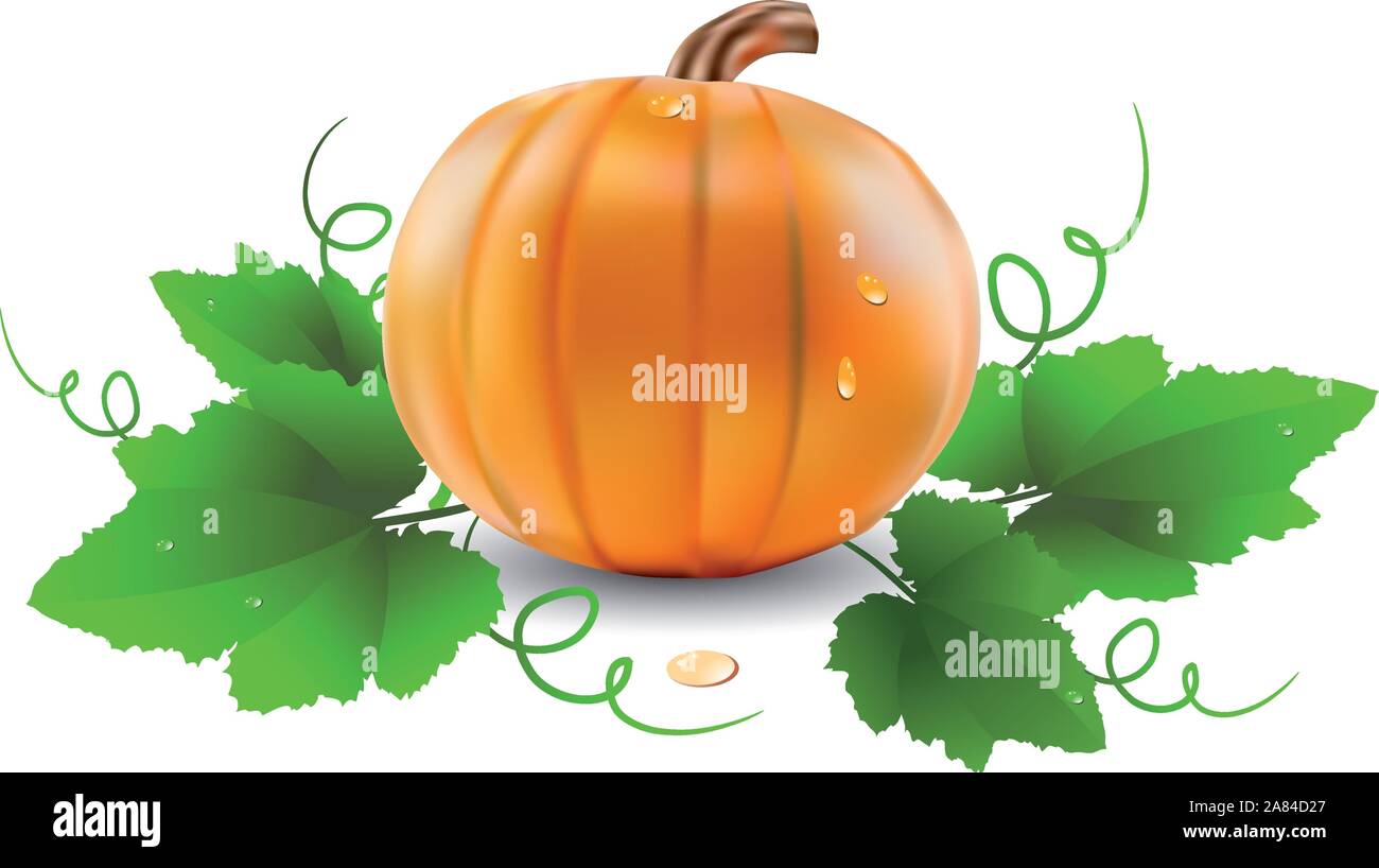 Orange pumpkin with leaves vector illustration Stock Vector Image & Art ...