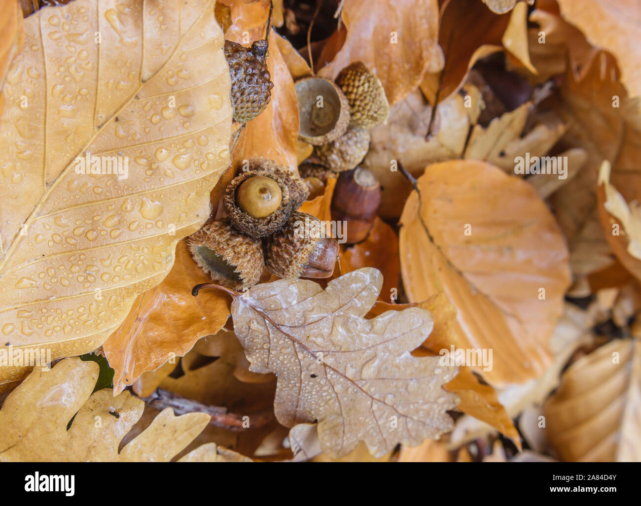 Composition of acorns and golden leaves with water drops in the autumn,  close up Stock Photo - Alamy