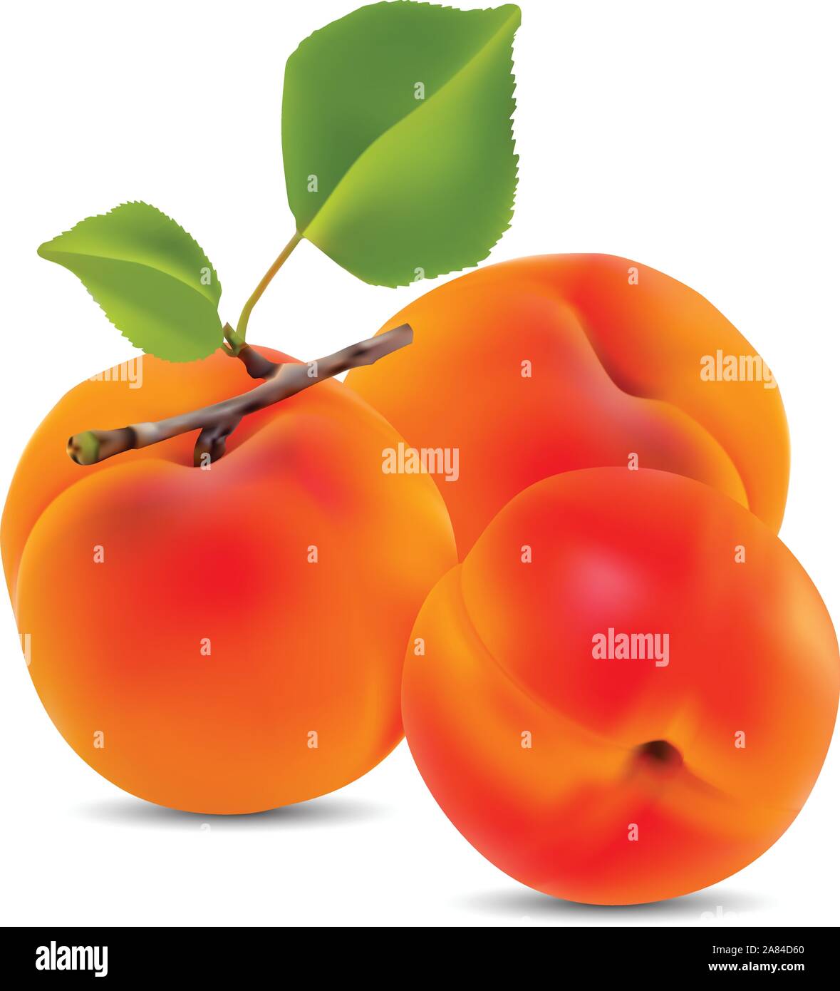 Apricot with leaves on a white background; vector Stock Vector Image ...