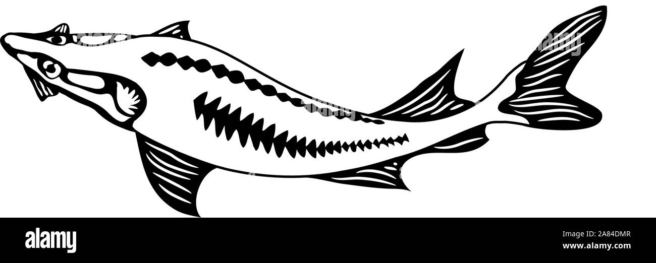 Black-white vector image of a river sturgeon Stock Vector