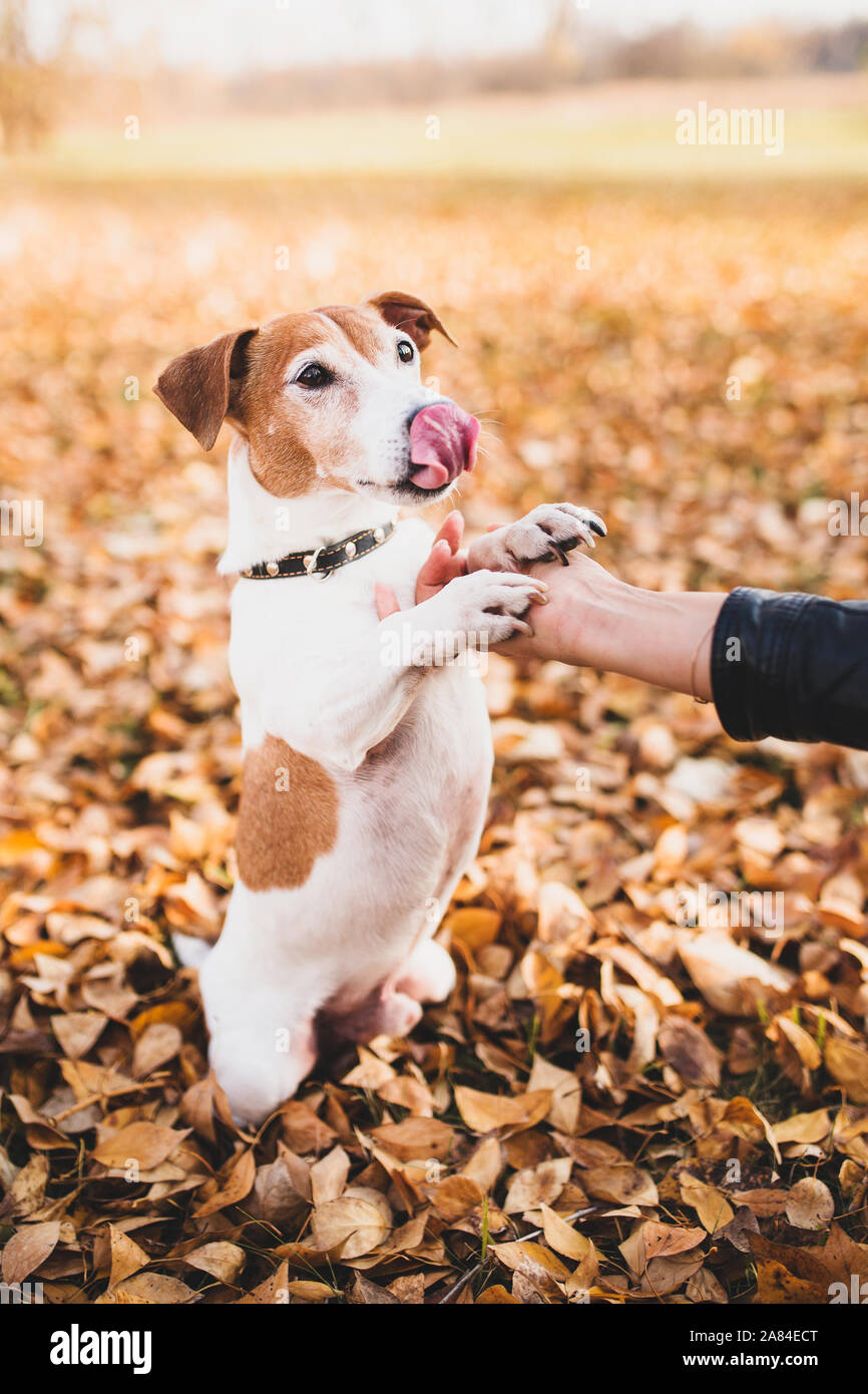 Are Jack Russells Affectionate