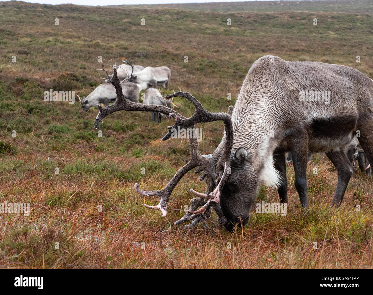 Reindeer shedding velvet Stock Photo Alamy
