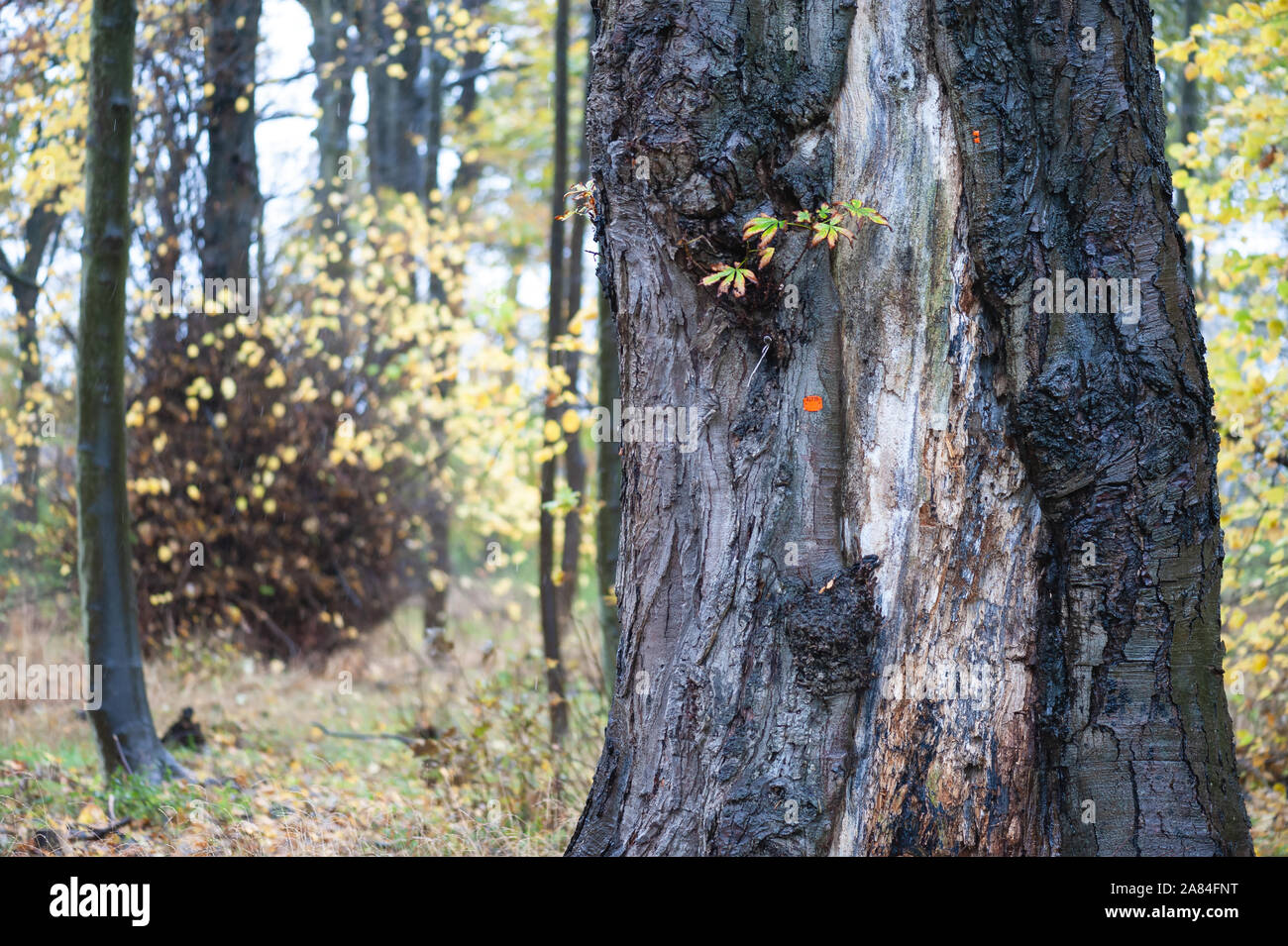 Gnarly tree marked with an orange spot in Scottish woodland. Stock Photo