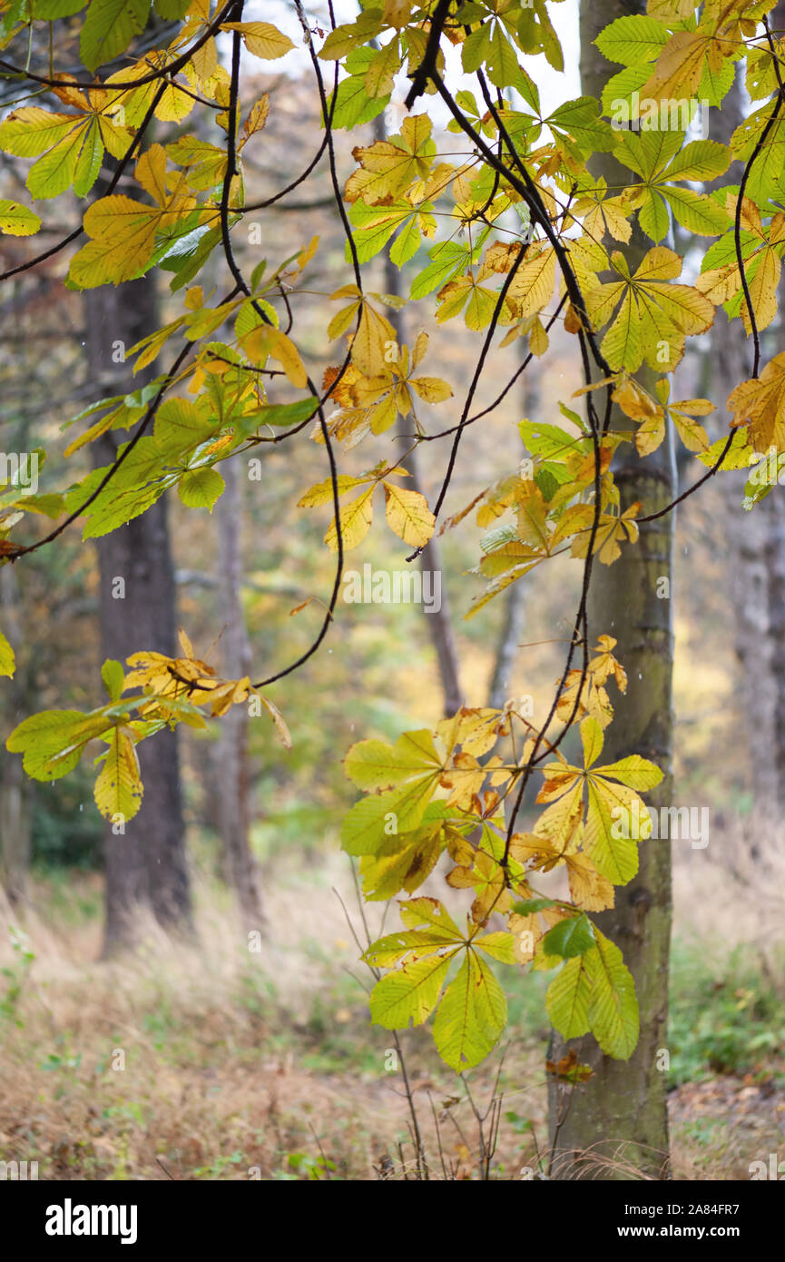 Colourful horse chestnut leaves dangling down on thin branches in autumn. Stock Photo