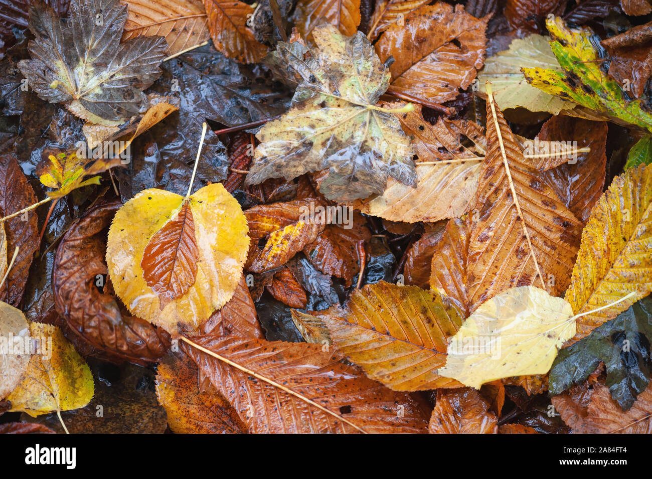Fallen autumn leaves forming leaf litter. Stock Photo