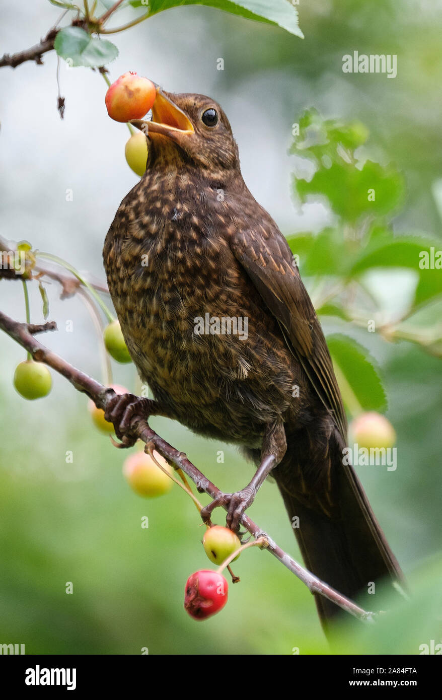 Juvenile blackbird eating cherries in Welsh garden. Stock Photo