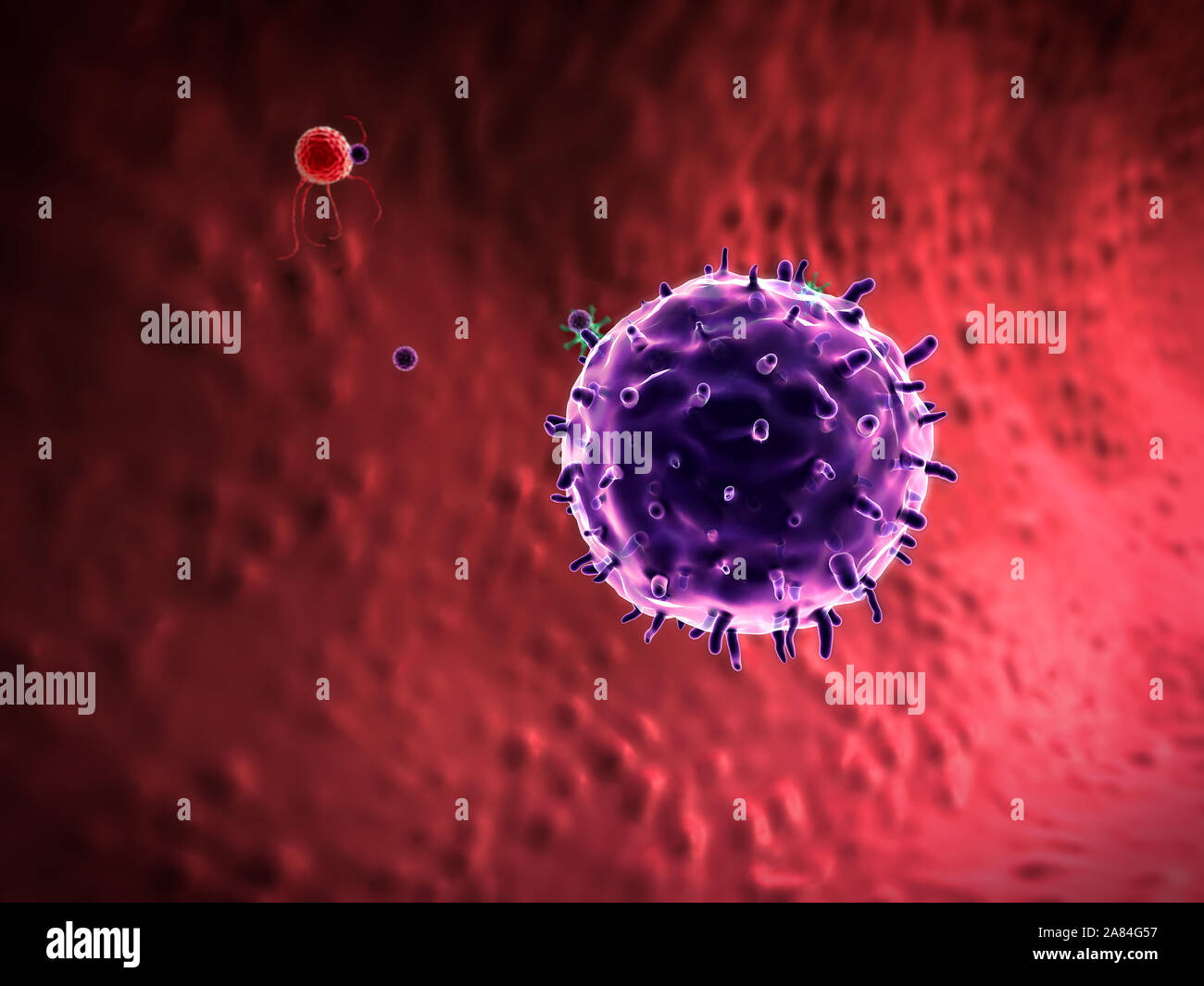 phagocyte kills viruses, inside the human body, medical 3D graphics