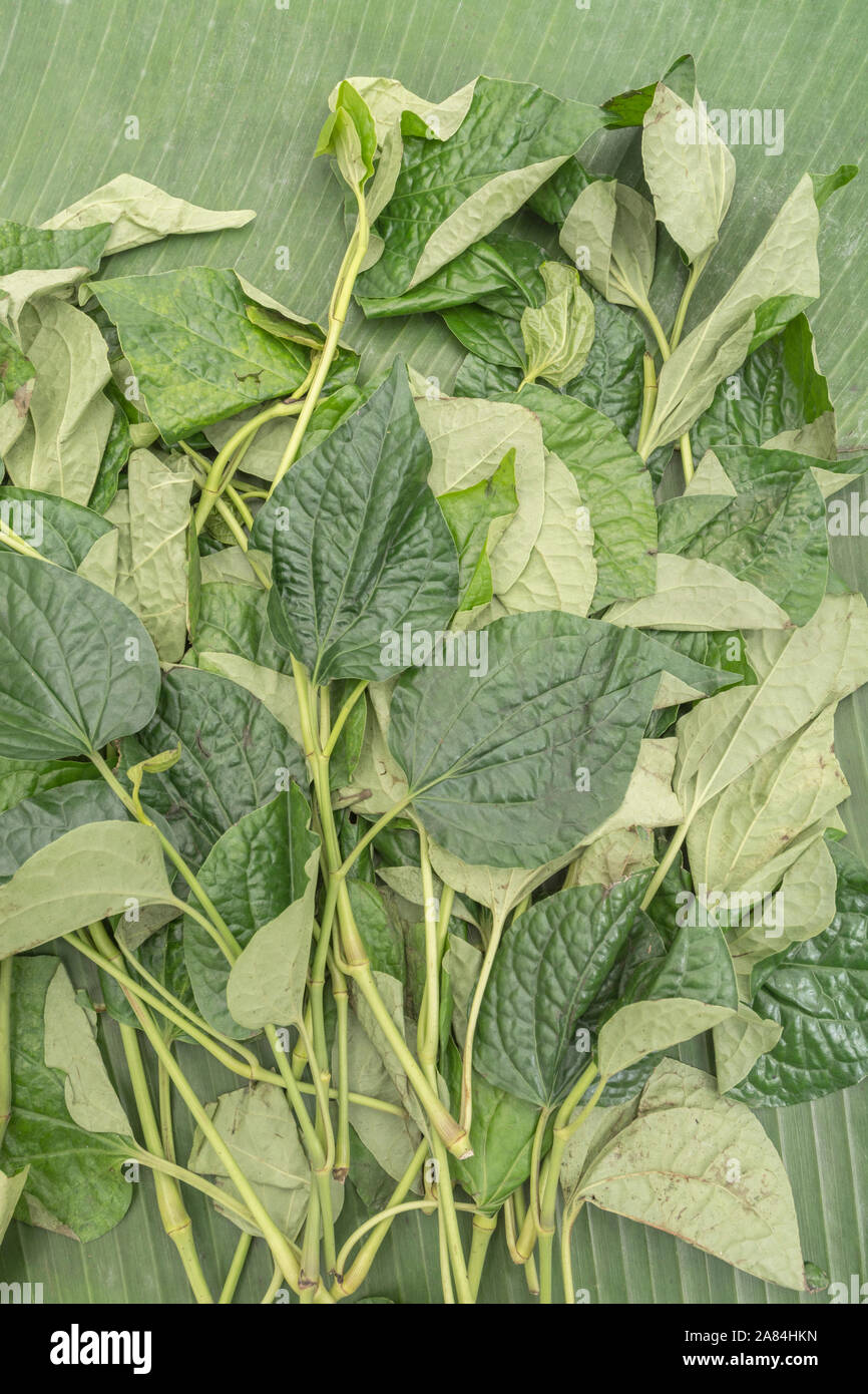 Heartshaped leaf of Betel Vine / Piper betle. Not same as the tree