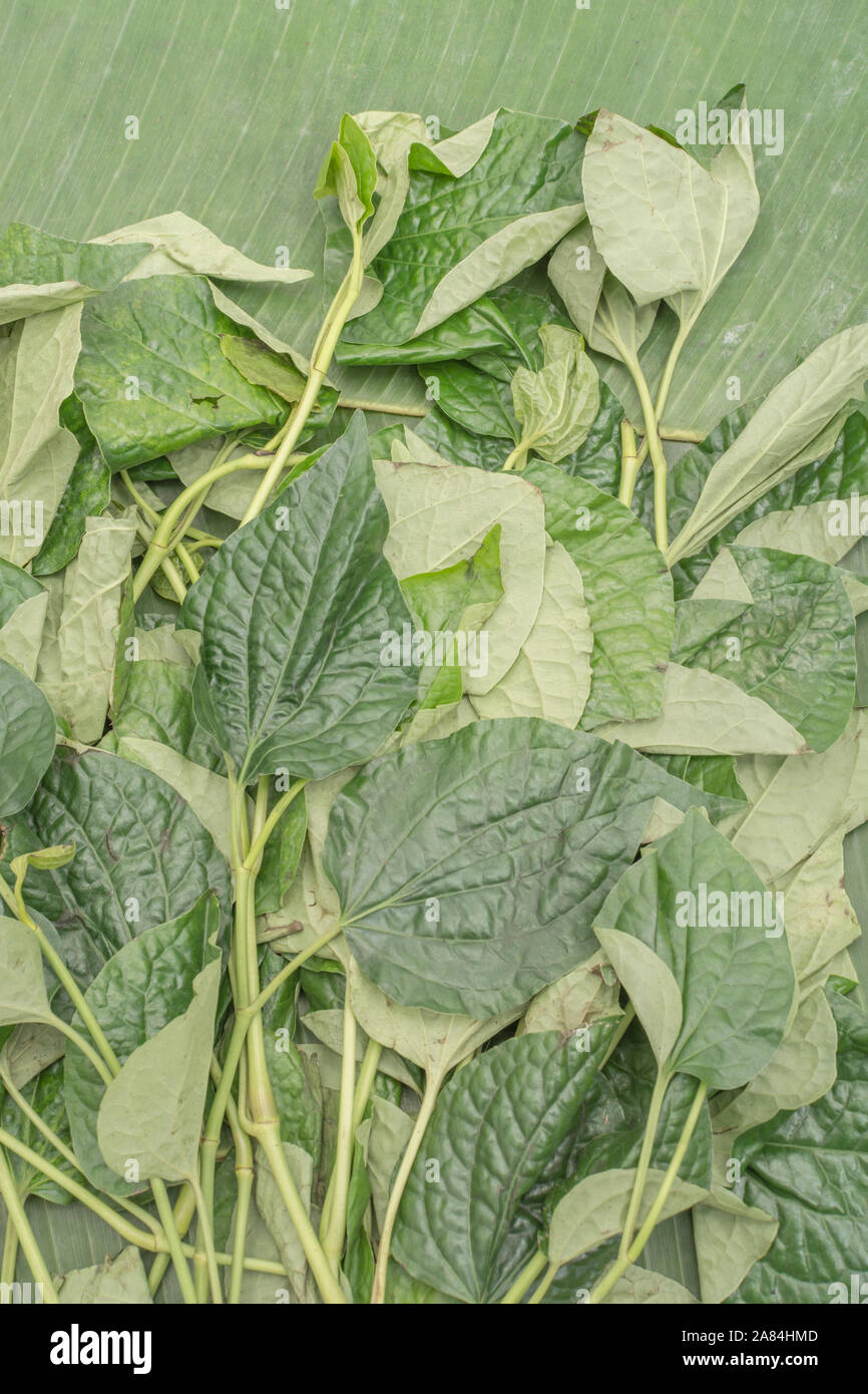 Heartshaped leaf of Betel Vine / Piper betle. Not same as the tree