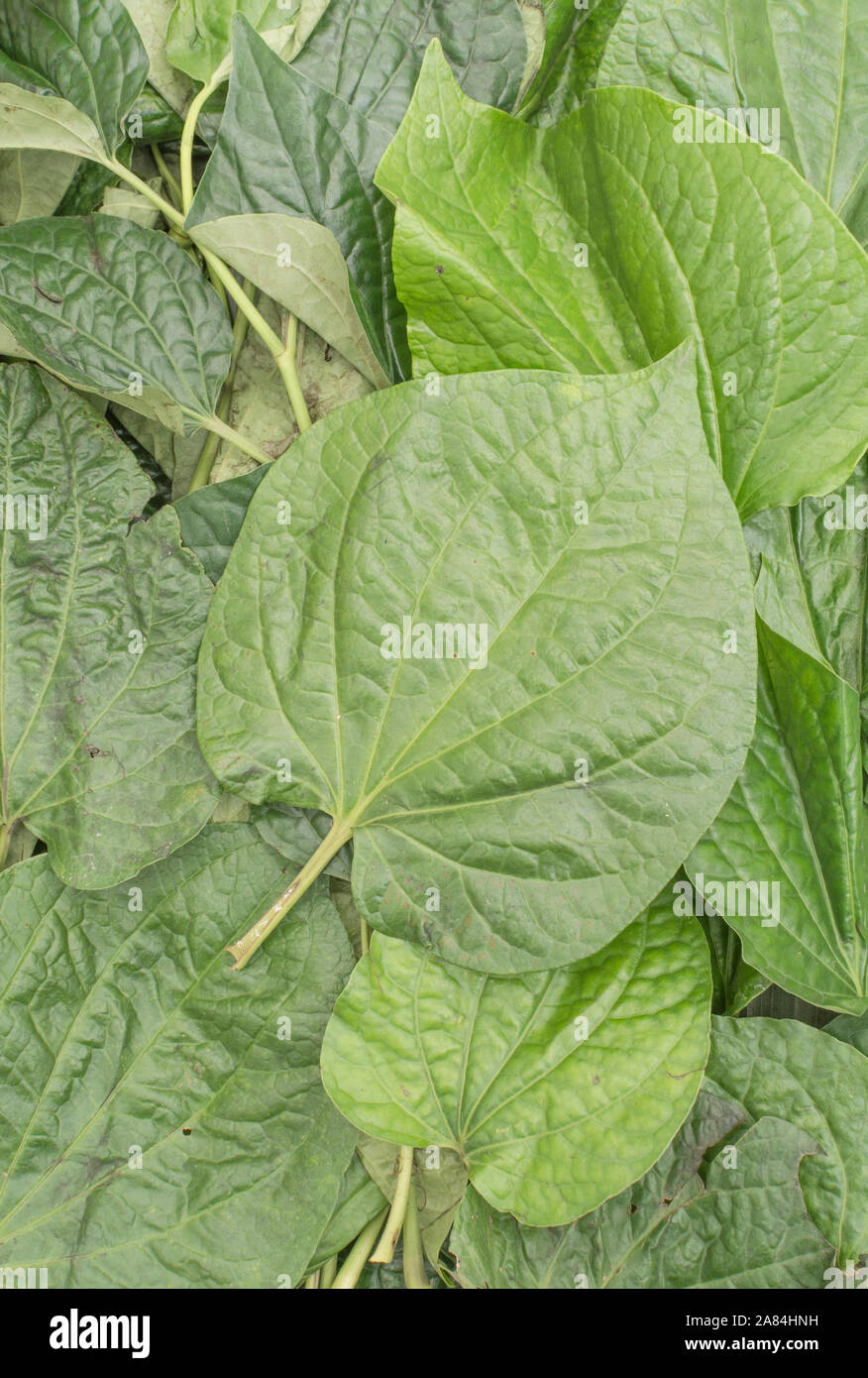 Heartshaped leaf of Betel Vine / Piper betle. Not same as the tree