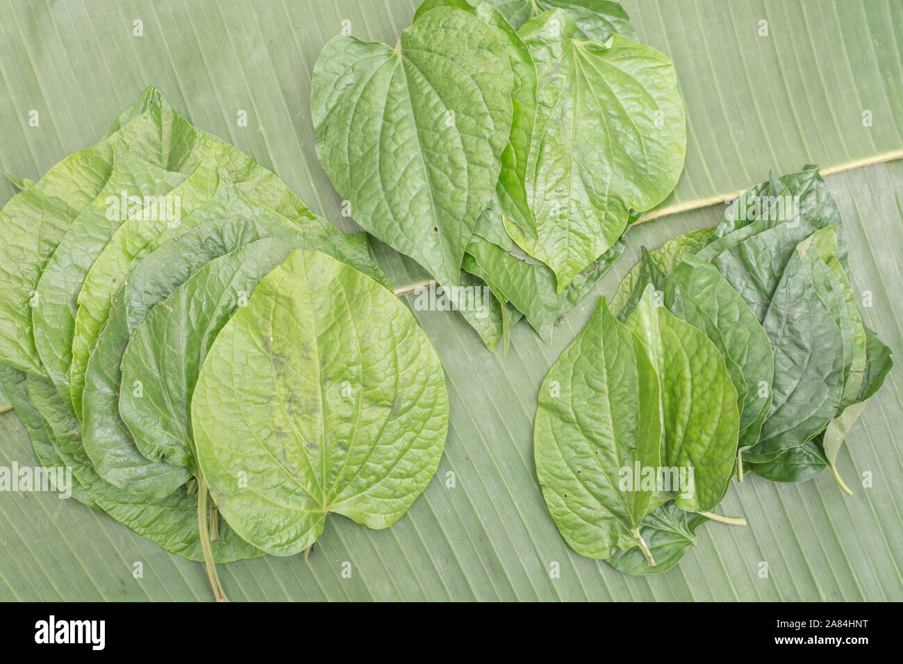 Heartshaped leaf of Betel Vine / Piper betle. Not same as the tree