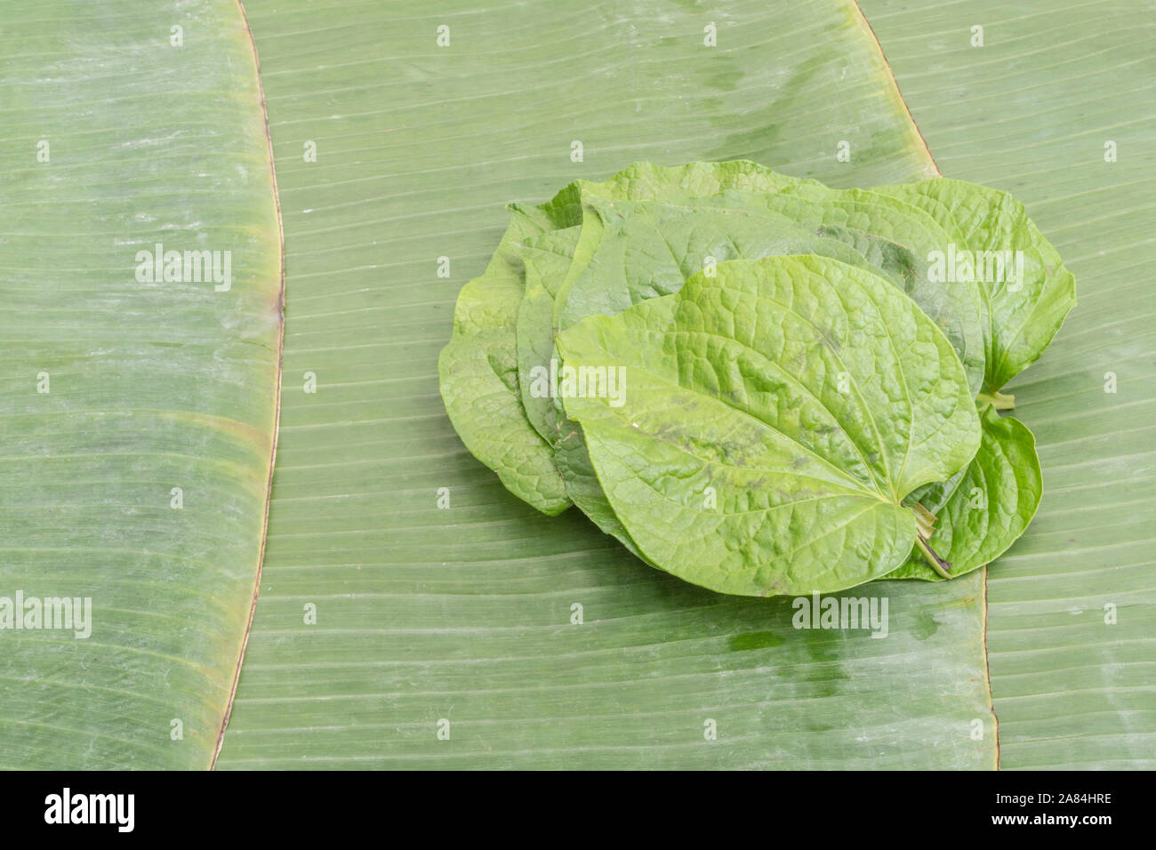 Heartshaped leaf of Betel Vine / Piper betle. Not same as the tree