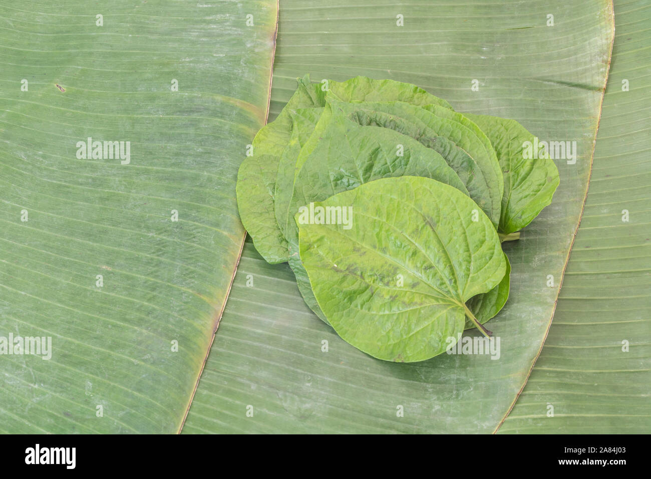 Heartshaped leaf of Betel Vine / Piper betle. Not same as the tree