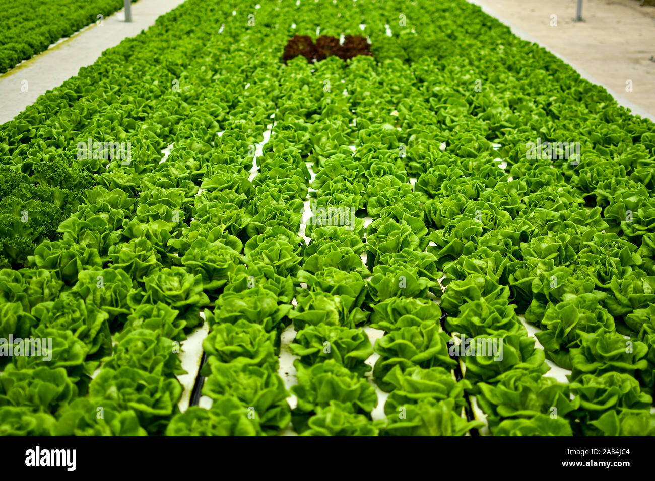 Hydroponics floating planting system farming with group of vegetables. Stock Photo