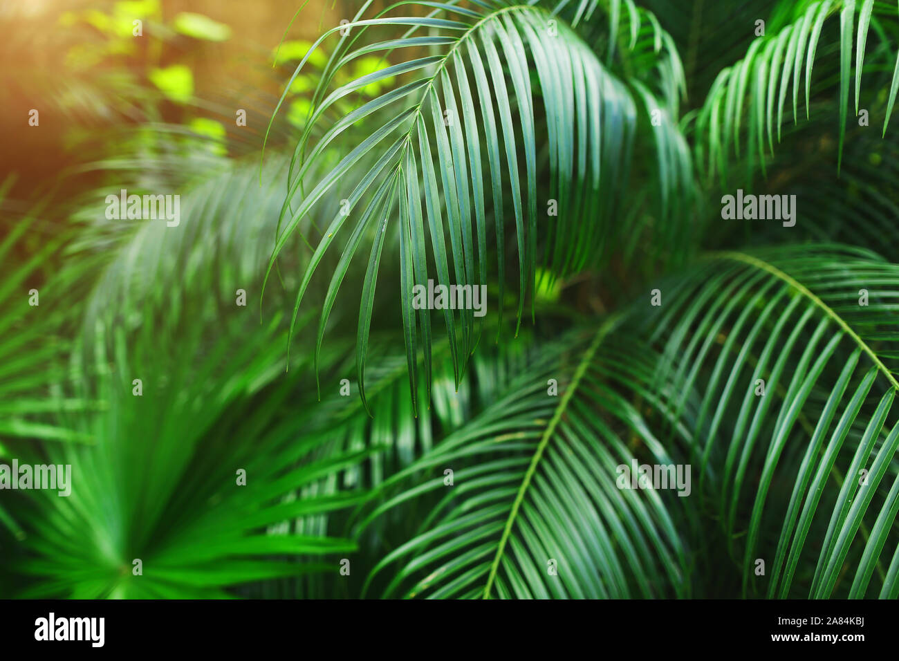 Tropical bright green palm Leaves with sunlight wallpaper in exotic