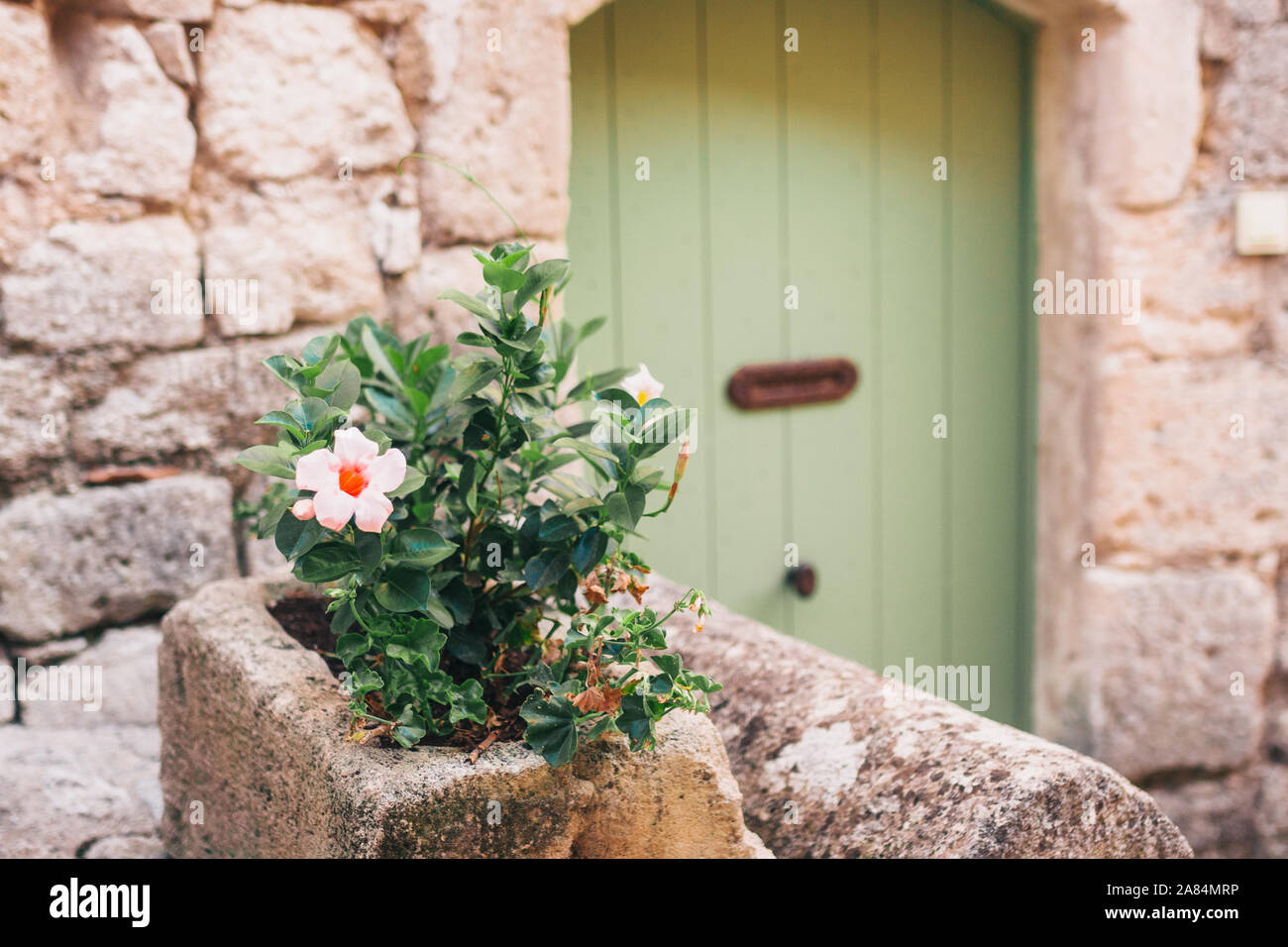 Old vintage wooden door with flower pots Stock Photo - Alamy