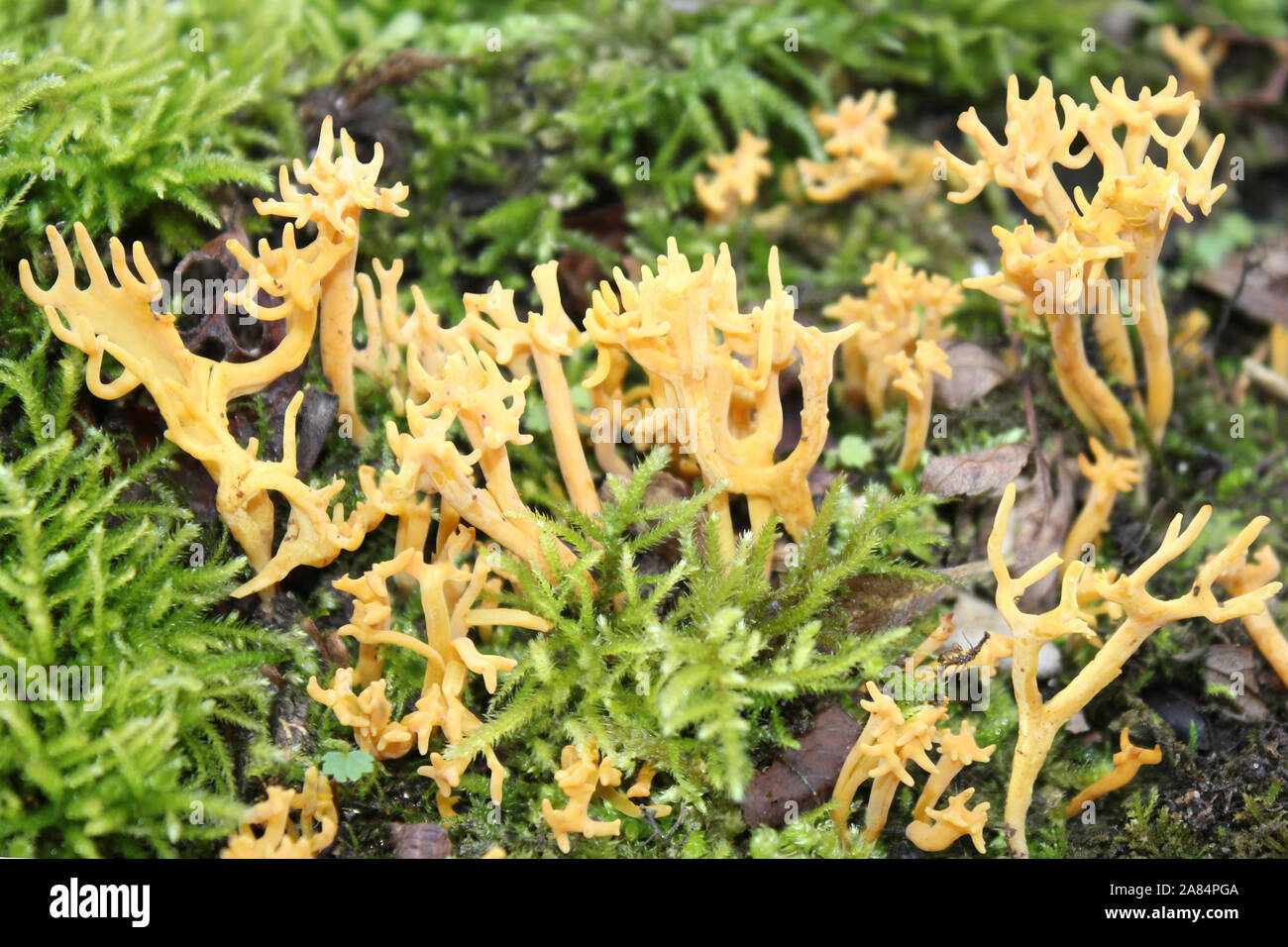 Yellow Stagshorn Calocera viscosa Stock Photo
