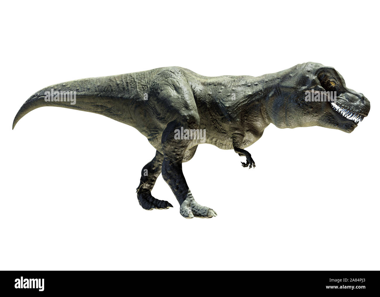The big dinosaur call T Rex in 3D view Stock Photo