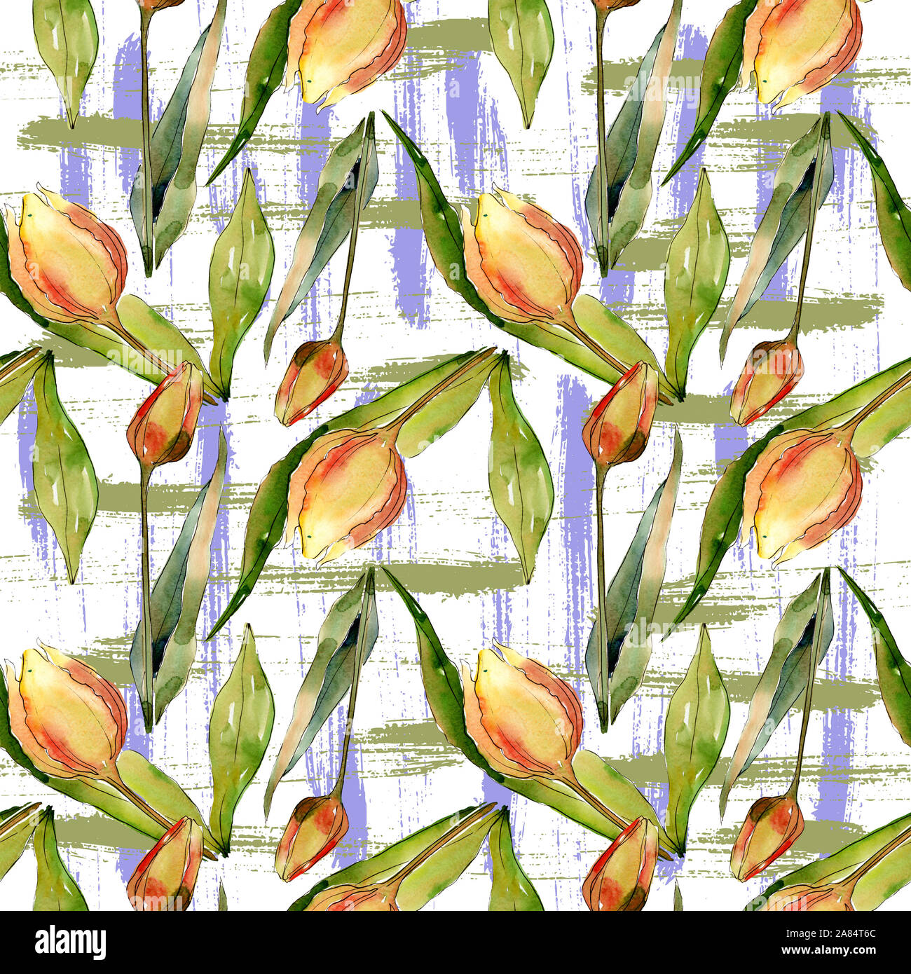 Tulip floral botanical flowers. Watercolor background illustration set ...