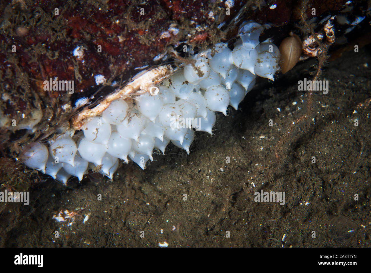Stubby Squid eggs, Rossia pacifica, Eastern Pacific, Vancouver Island, Canada Stock Photo