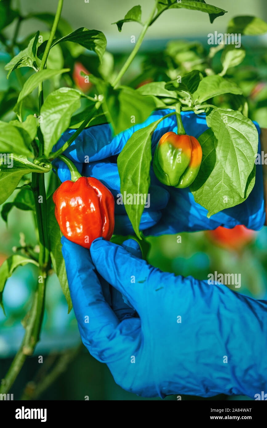 Habanero plant featuring fresh, ripe habanero peppers, ready for picking Stock Photo