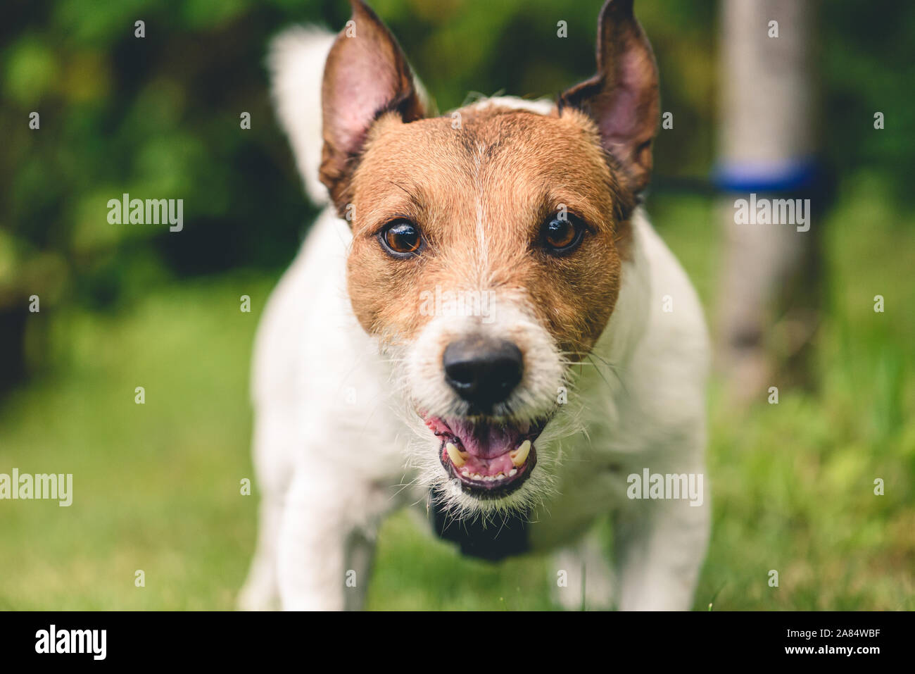 Aggressive barking dog tied with leash to tree looking into camera Stock Photo