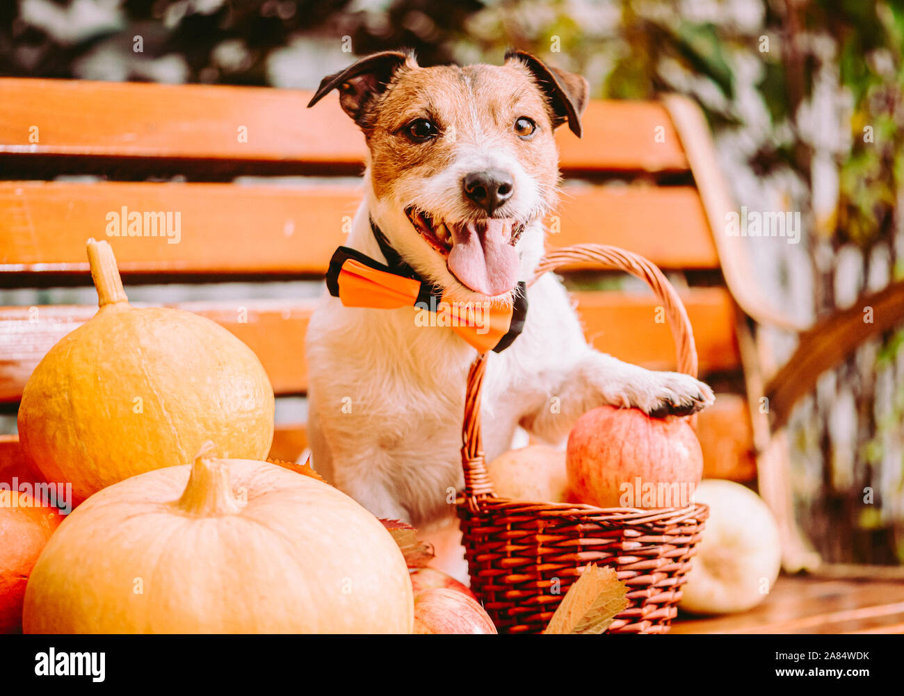 Thanksgiving concept with dog in festive bow tie next to harvest of ...