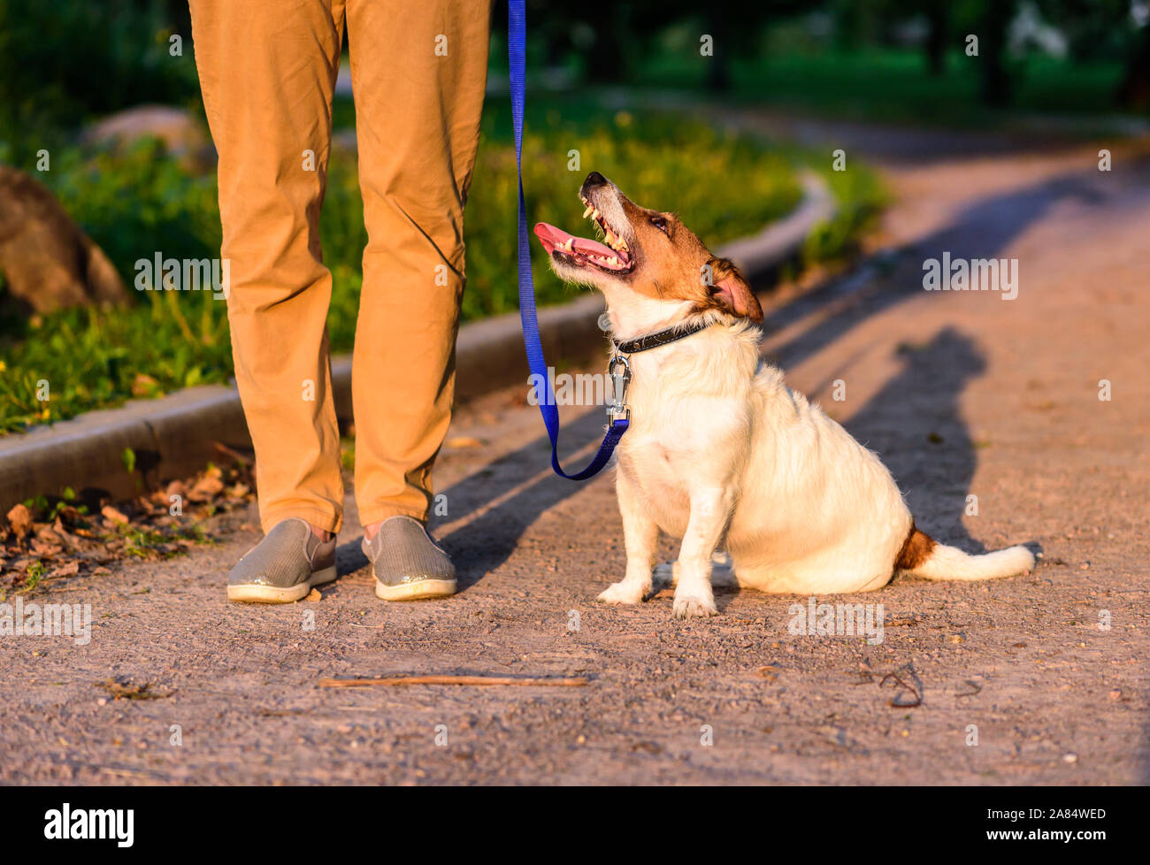 Dog walker exercising dog during evening walk in park Stock Photo