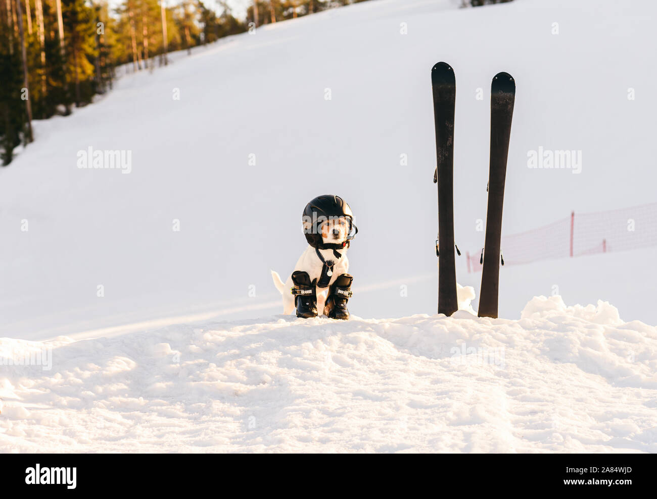Dog as funny skier at mountain ski resort in Finland with full set of equipment Stock Photo