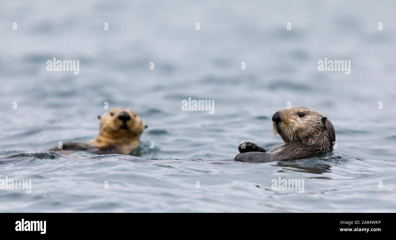 Sea otter (Enhydra lutris) photographed in Alaska, USA, in 2019. Stock Photo