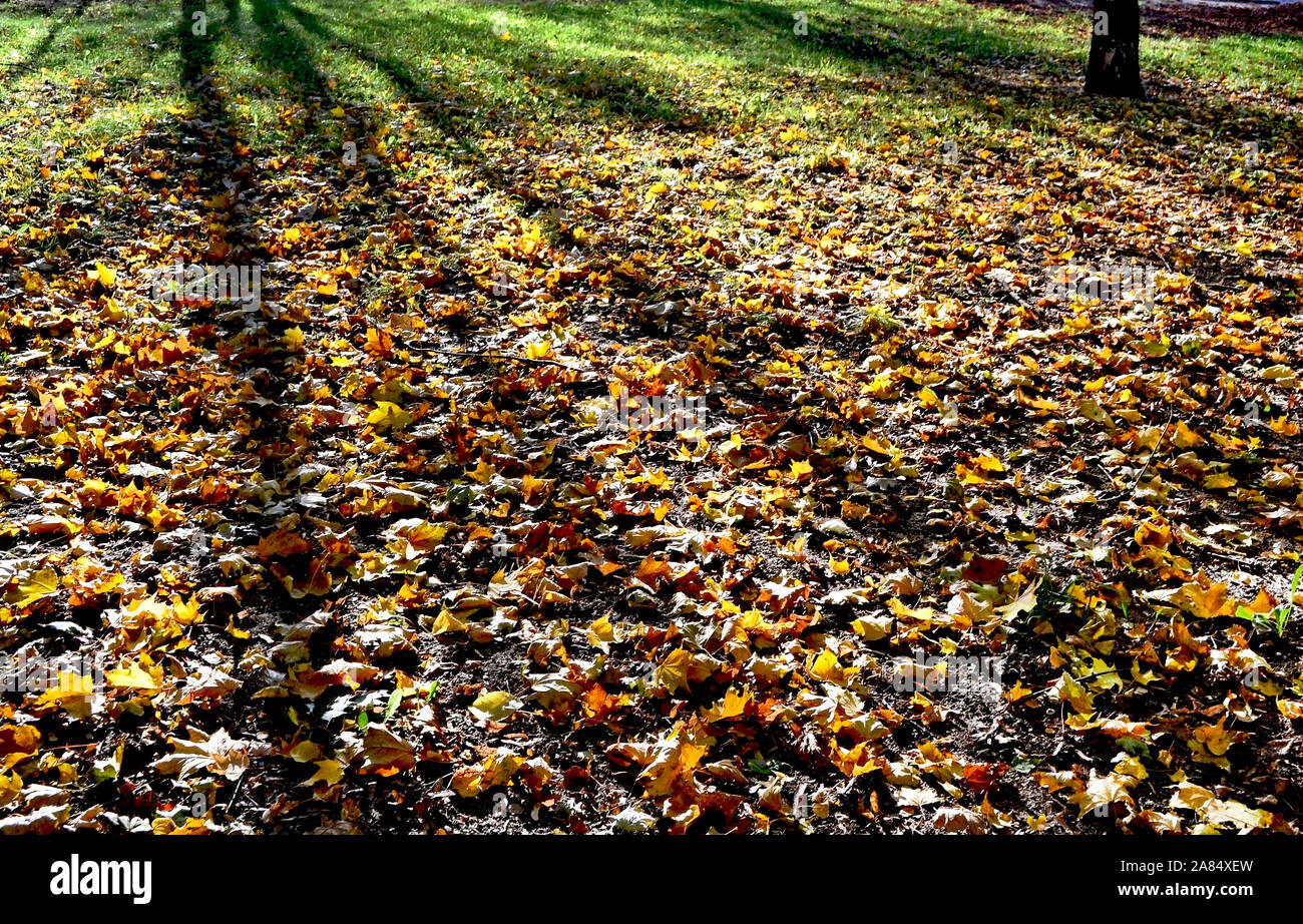 The photo shows part of the park in autumn with fallen yellow leaves in ...