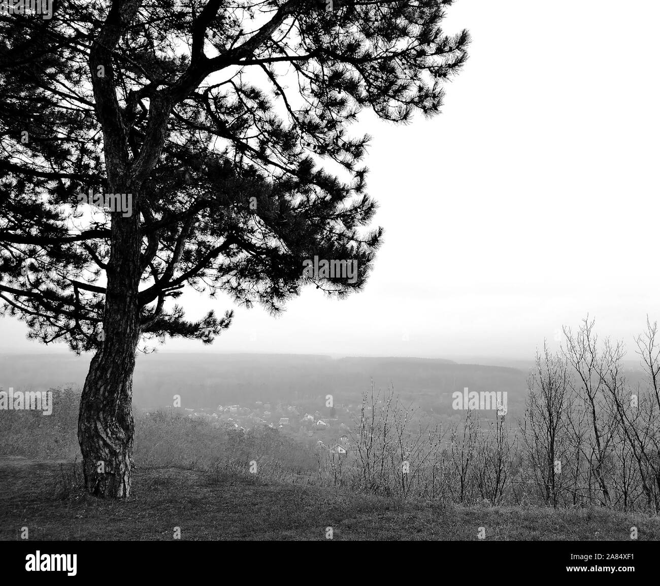The photo shows a monochrome autumn landscape with a single pine tree on a hill and a village in the fog. Stock Photo