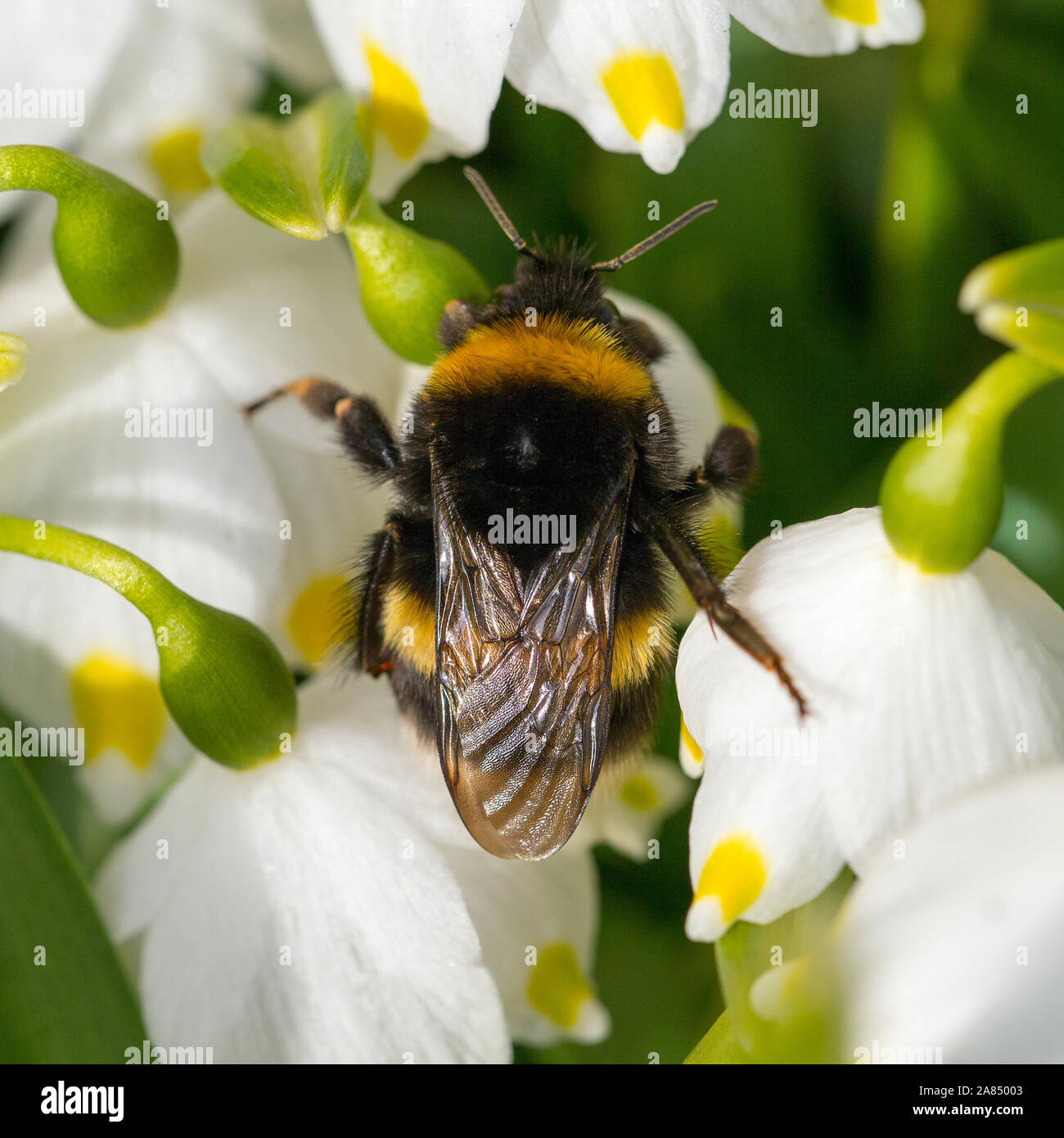 Close up Bumble bee sleeping on a flower. The awakening of insect Stock Photo Alamy