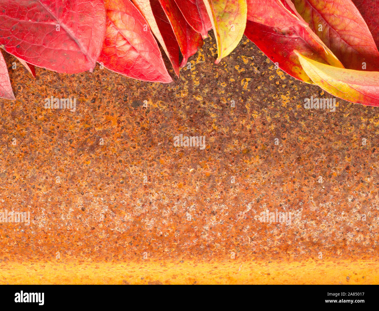 autumn leaf on rusty metall background Stock Photo