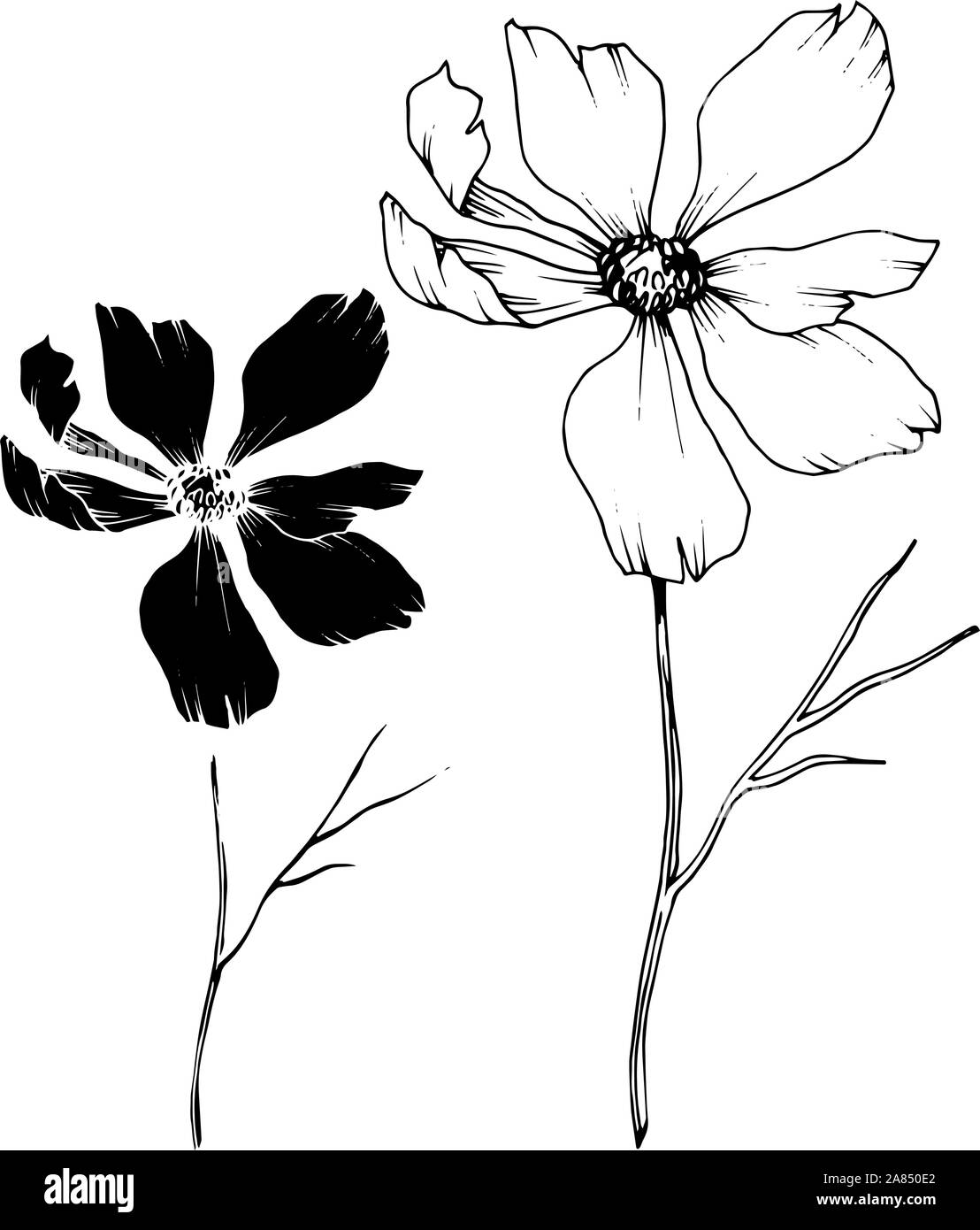 Vector Cosmos floral botanical flowers. Black and white engraved ink ...